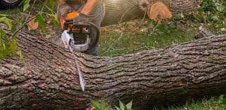 How Our Tree Care Process Works  in  Cortez, FL